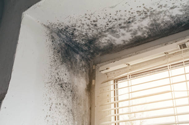 Affordable Mold Remediation solutions in Hibernia, NJ