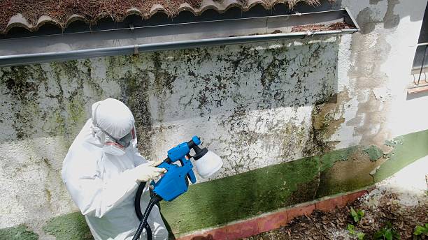 Trusted Mold Inspection service in Hibernia, NJ - Cheap Mold Removal